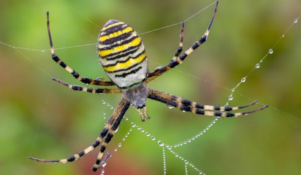 Купить Люстра паук (подвесной светильник) Spider-5 Black в интернет магазине Atmolight